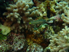 Cheilodipterus isostigma