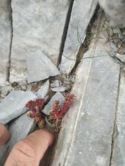 Sedum atratum