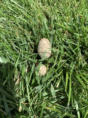 Coprinopsis variegata