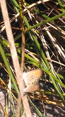 Brephidium pseudofea