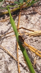 Brephidium pseudofea