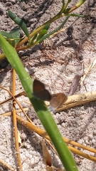 Brephidium pseudofea