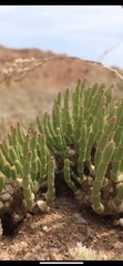 Anabasis cretacea