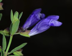 Scutellaria antirrhinoides