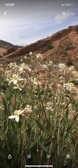 Clematis songorica