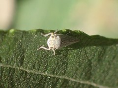 Graphocephala confluens