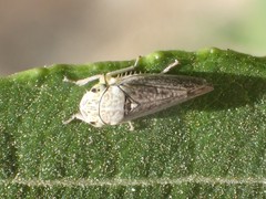 Graphocephala confluens