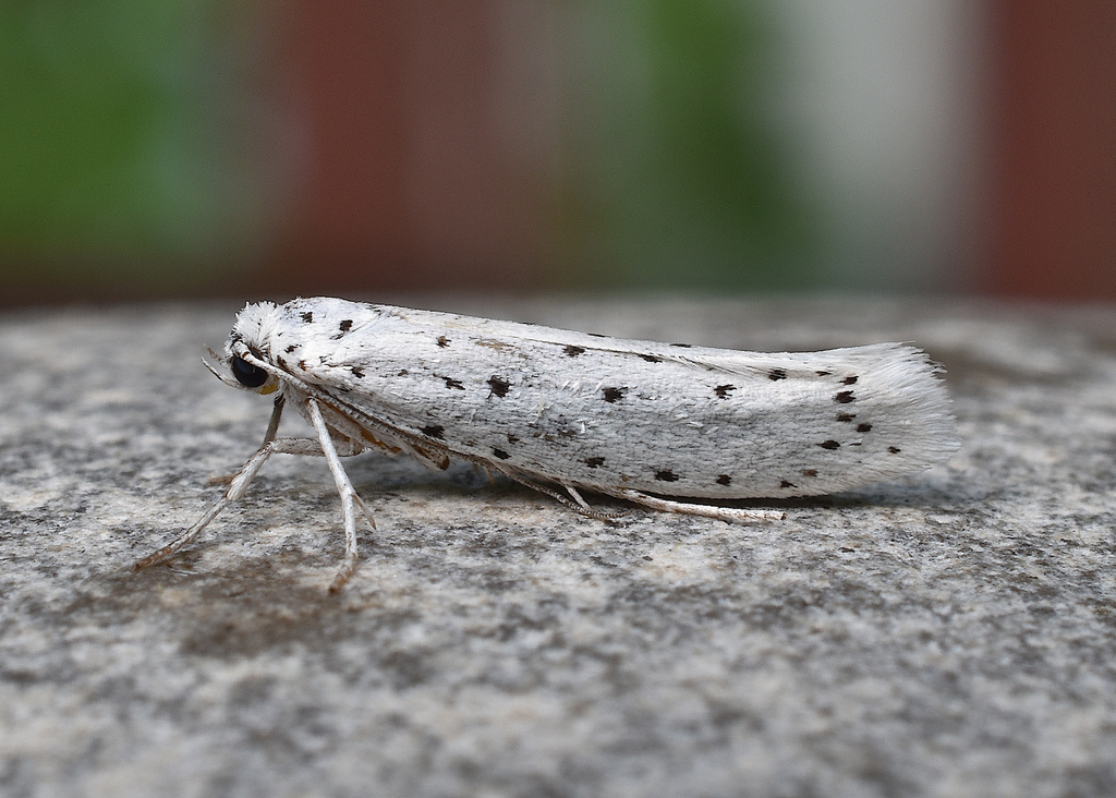 Spindle Ermine