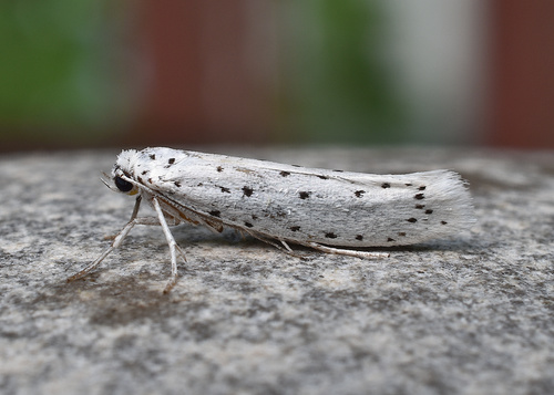 Spindle Ermine Moth