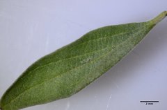 Scutellaria antirrhinoides