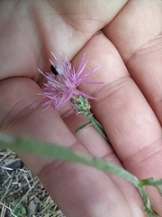Centaurea tymphaea