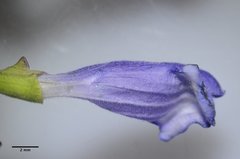 Scutellaria antirrhinoides