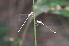 Lestes concinnus