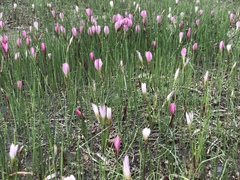 Zephyranthes fosteri