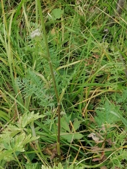 Seseli condensatum