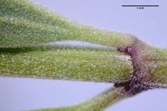 Scutellaria antirrhinoides