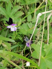 Viola disjuncta