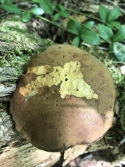Buchwaldoboletus lignicola