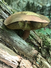 Buchwaldoboletus lignicola