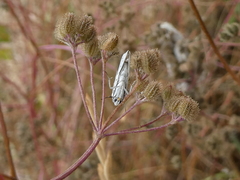 Myelois circumvoluta