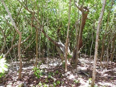 Pouteria campechiana