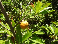 Pouteria campechiana