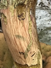 Buchwaldoboletus lignicola