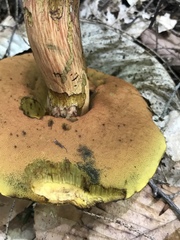 Buchwaldoboletus lignicola