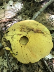 Buchwaldoboletus lignicola