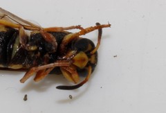 Euodynerus hellenicus