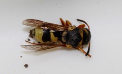 Euodynerus hellenicus