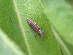 Agrilus quadriguttatus
