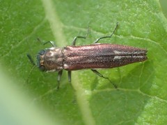 Agrilus quadriguttatus