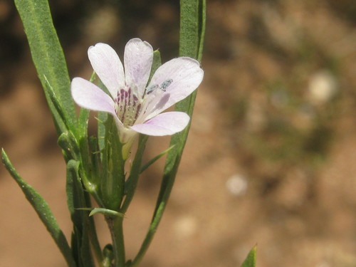 Barleria virgula image