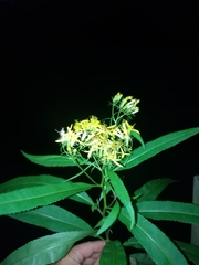 Senecio sarracenicus