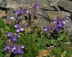Scutellaria alpina