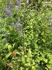 Veratrum viride eschscholtzianum