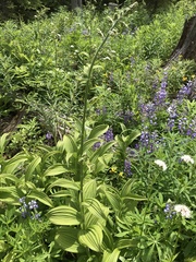 Veratrum viride eschscholtzianum