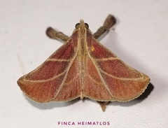 Pachypodistes goeldii