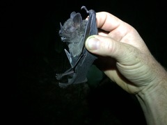 Artibeus obscurus