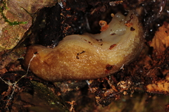 Philomycus flexuolaris