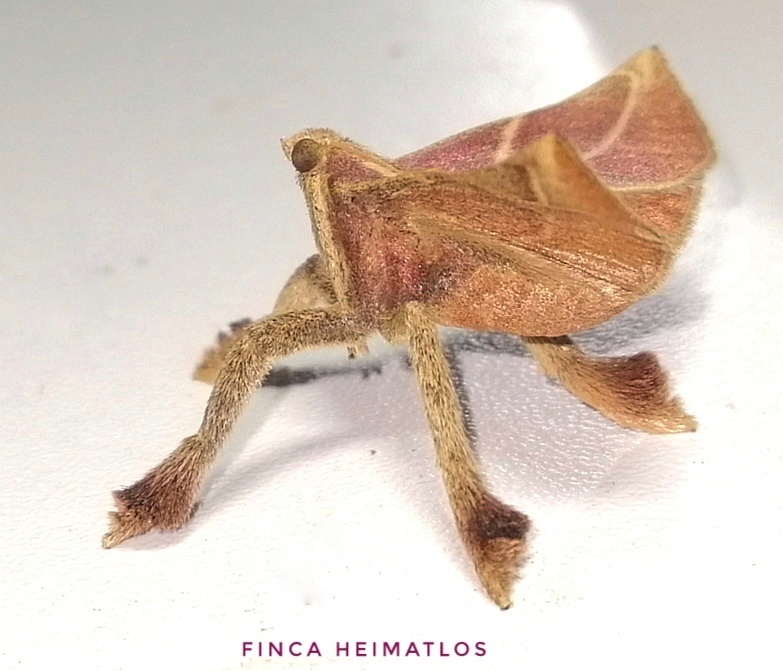Pachypodistes goeldii