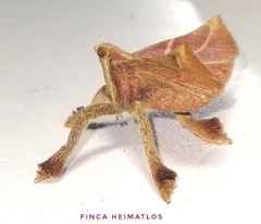 Pachypodistes goeldii