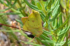 Colias philodice eriphyle