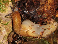 Philomycus flexuolaris