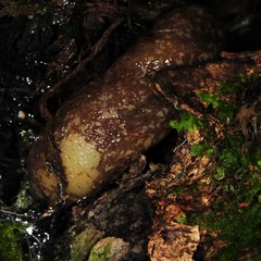 Philomycus flexuolaris