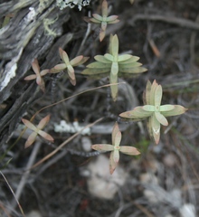 Crassula mollis