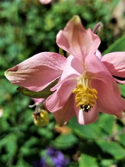 Aquilegia vulgaris vulgaris