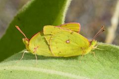 Colias philodice eriphyle