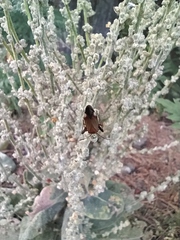 Adelphocoris vandalicus